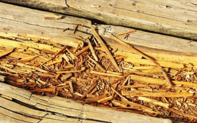 Structural Wood Rot Repair & Dry Rot Restoration Contractors in Avon, CT
